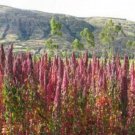50 seeds - Chenopodium quinoa Cherry Vanilla Plant #ggvm5