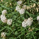 10 seeds - Asclepias augustifolia Arizona Milkweed Plant #ggvm5