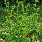 30 seeds - St Mary Thistle variegated Plant #ggvm5