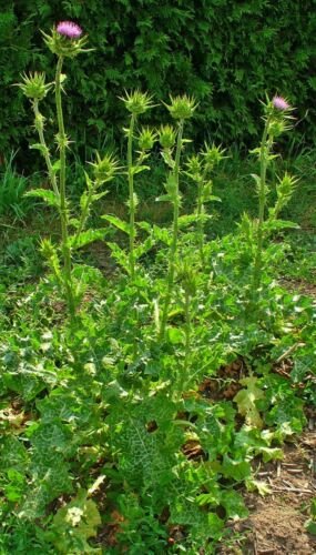 30 seeds - St Mary Thistle variegated Plant #ggvm5