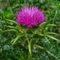 30 seeds - St Mary Thistle variegated Plant #ggvm5