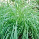 10 seeds - Cymbopogon flexuosus or Lemon Grass Plant #ggvm5