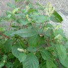 10 seeds - Achyranthes bidentata Ox-Knee, Nu Xi Plant #ggvm5