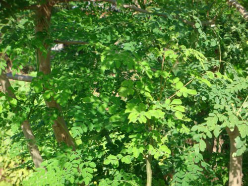 8 seeds - Moringa oleifera Miracle Tree Plant #ggvm5