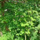8 seeds - Moringa oleifera Miracle Tree Plant #ggvm5