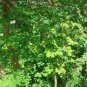 8 seeds - Moringa oleifera Miracle Tree Plant #ggvm5