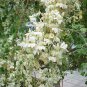 8 seeds - Moringa oleifera Miracle Tree Plant #ggvm5