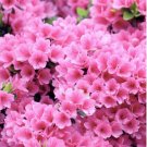 1 Pint Plant - Rhododendron Azalea Pink Ruffles Plant #ggvm5