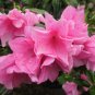1 Pint Plant - Rhododendron Azalea Pink Ruffles Plant #ggvm5