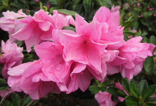 1 Quat Pot size - Rhododendron Azalea Pink Ruffles Plant #ggvm5