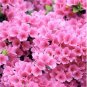 1 Quat Pot size - Rhododendron Azalea Pink Ruffles Plant #ggvm5