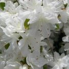 1 Starter Plant - Rhododendron Azalea Snow White #ggvm5