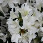 1 Starter Plant - Rhododendron Azalea Snow White #ggvm5