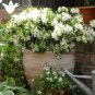 1 Starter Plant - Rhododendron Azalea Snow White #ggvm5