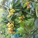 10 seeds - Eriobotrya japonica Japanese Loquat Plant #ggvm5