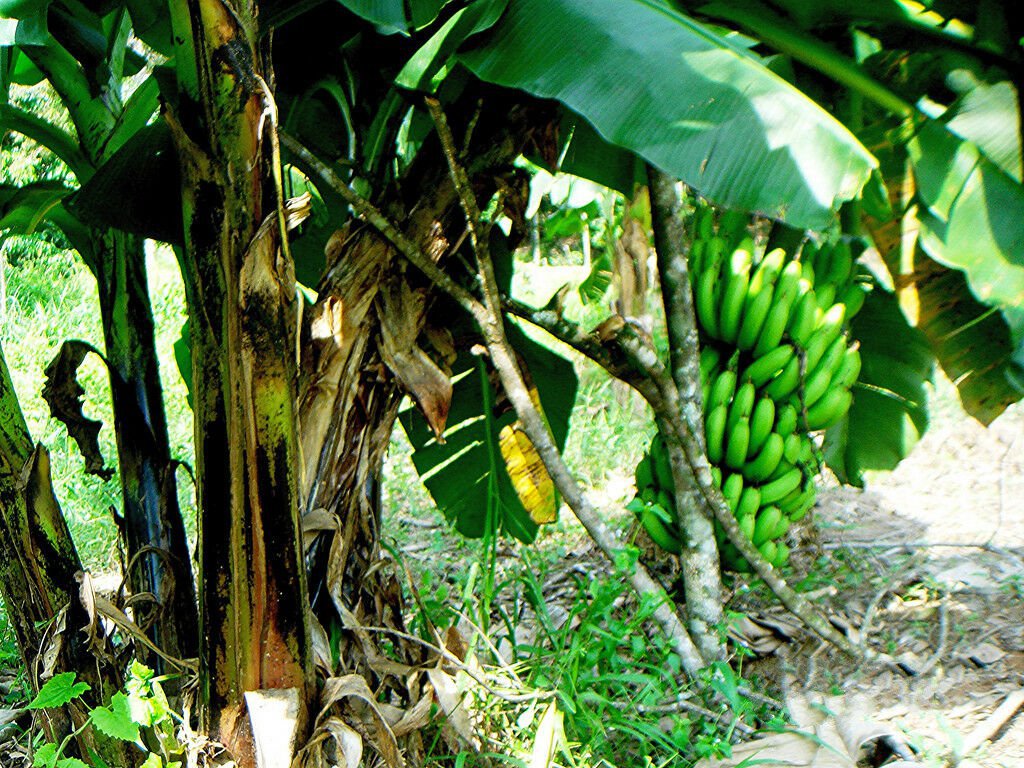 10 seeds - Musa acuminata cv. Dwarf Plant #ggvm5