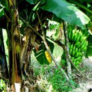 10 seeds - Musa acuminata cv. Dwarf Plant #ggvm5