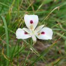 15 seeds - Calochortus eurycarpus White Mariposa Lily Plant #ggvm5