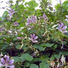 10 seeds - Bauhinia yunnanensis Orchidflower Vine - Butterfly Vine Plant #ggvm5