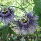 10 seeds - Passiflora Byrons Beauty Plant #ggvm5