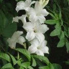 10 seeds - Mandevilla laxa Chilian Jasmine Plant #ggvm5