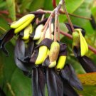 10 seeds - Kennedia Nigricans or Black Coral Pea vine Plant #ggvm5