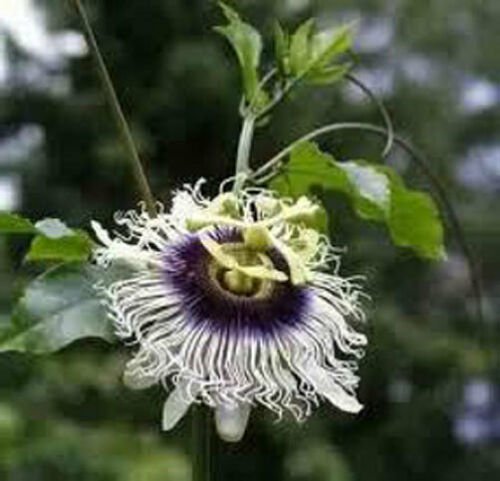 10 seeds - Passiflora cv. Black Knight Plant #ggvm5