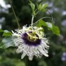 10 seeds - Passiflora cv. Black Knight Plant #ggvm5
