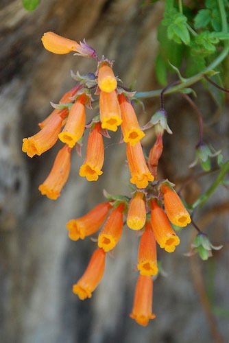 100 seeds - Eccremocarpus scaber Chilean Glory Vine Plant #ggvm5