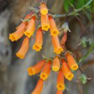 100 seeds - Eccremocarpus scaber Chilean Glory Vine Plant #ggvm5