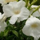 15 seeds - Rare Pandorea jasminoides 'Lady Di' White Bower Vine Plant #ggvm5