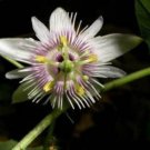 10 seeds - Passiflora adenopoda Passionflower Plant #ggvm5