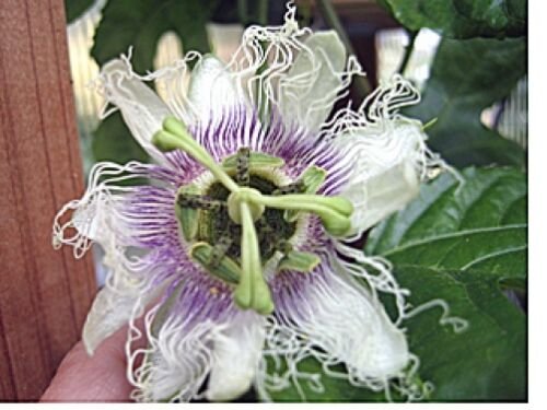 10 seeds - Passiflora ssp Pink Cheek Plant #ggvm5