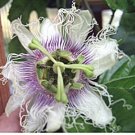 10 seeds - Passiflora ssp Pink Cheek Plant #ggvm5