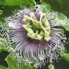 10 seeds - Passiflora Red Perfection Plant #ggvm5