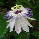 10 seeds - Passiflora foetida Love in Mist Plant #ggvm5