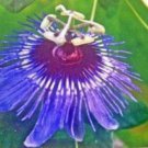 10 seeds - Passiflora amethystina Cor de Pedro Plant #ggvm5