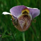 10 seeds - Calochortus superbus mariposa lily Plant #ggvm5
