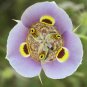 10 seeds - Calochortus superbus mariposa lily Plant #ggvm5