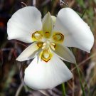 8 seeds - Calochortus nuttallii Sego Lily Plant #ggvm5