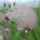 25 seeds - Geum triflorumPrairie Smoke Plant #ggvm5