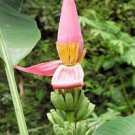 10 seeds - Banana - Musa ornata (pink flower) Plant #ggvm5