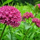 6 seeds - Asclepias purpurascens | Purple Milkweed - Plant #ggvm5