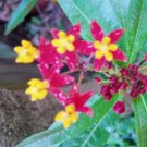 10 seeds - Asclepias curassavica - Silky Deep Red Milkweed - Plant #ggvm5