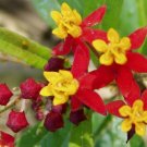 10 seeds - Asclepias curassavica - Silky Scarlet Milkweed - Plant #ggvm5
