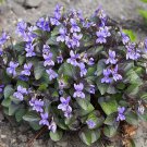 10 seeds - Viola labradorica purpurea Alpine Violet - Plant #ggvm5