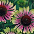 8 seeds - Echinacea purpurea Green Twister Plant #ggvm5