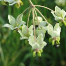 10 seeds - Asclepias fruiticosa African Swan Milkweed - Plant #ggvm5