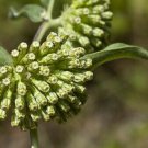 10 seeds - Asclepias viridiflora Green Comet Plant #ggvm5
