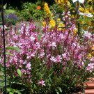 20 seeds - Gaura lindheimeri Siskiyou Pink Plant #ggvm5